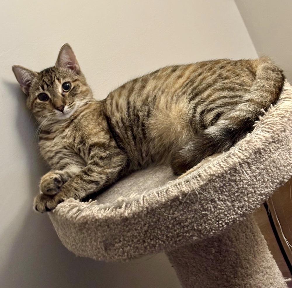 Enlarge Moe, a Adoptable Domestic Short Hair in Lake Wylie, SC image 3/6