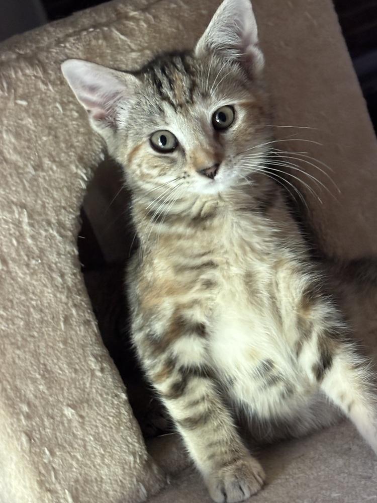 Enlarge Moe, a Adoptable Domestic Short Hair in Lake Wylie, SC image 5/6