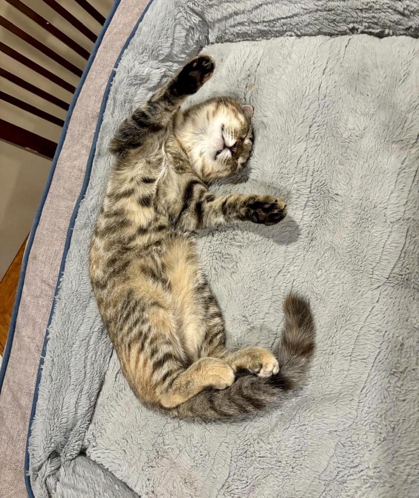 Enlarge Moe, a Adoptable Domestic Short Hair in Lake Wylie, SC image 6/6