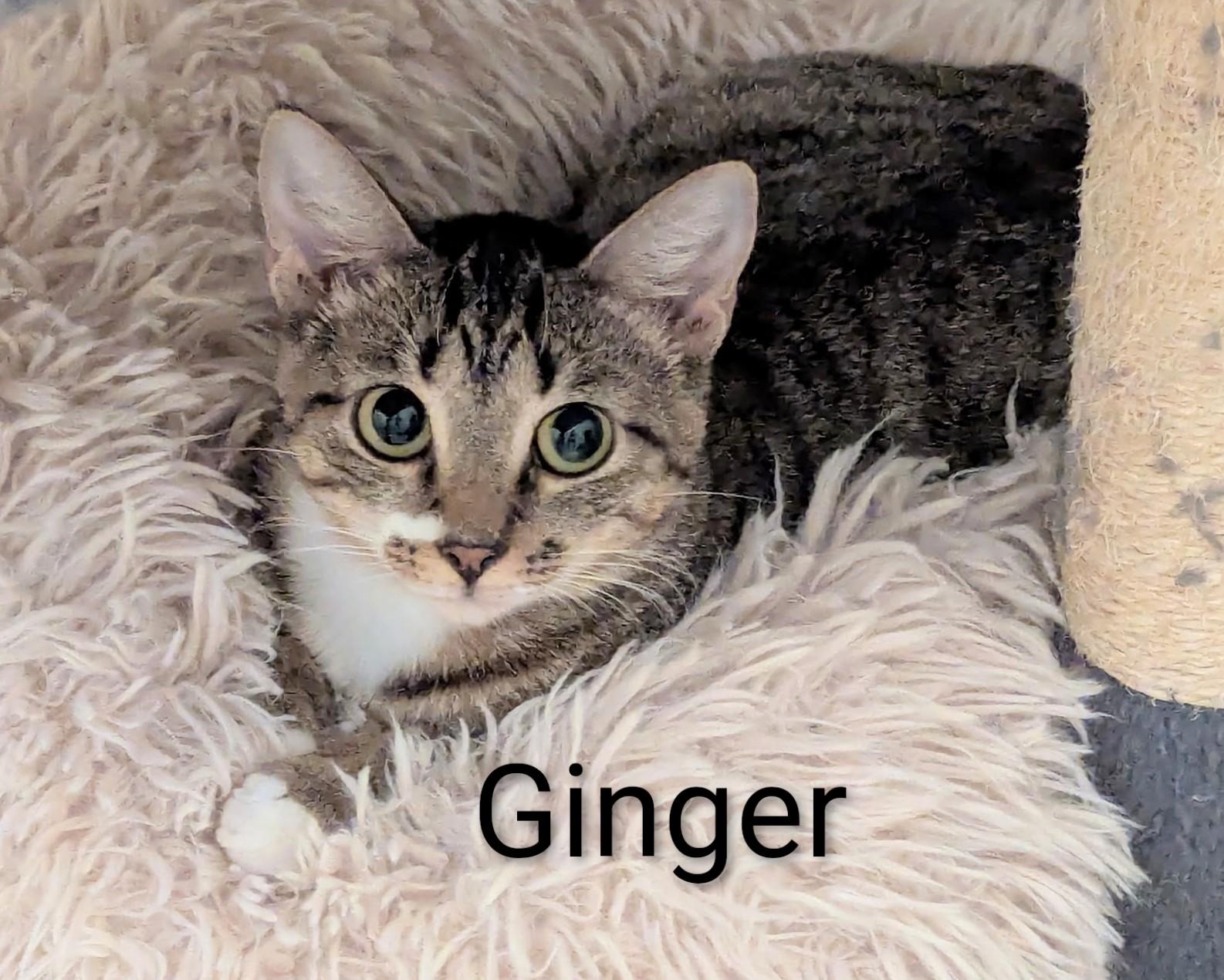 Enlarge Ginger, a ADOPTABLE Domestic Short Hair in Fort Myers Beach, FL image 1/2
