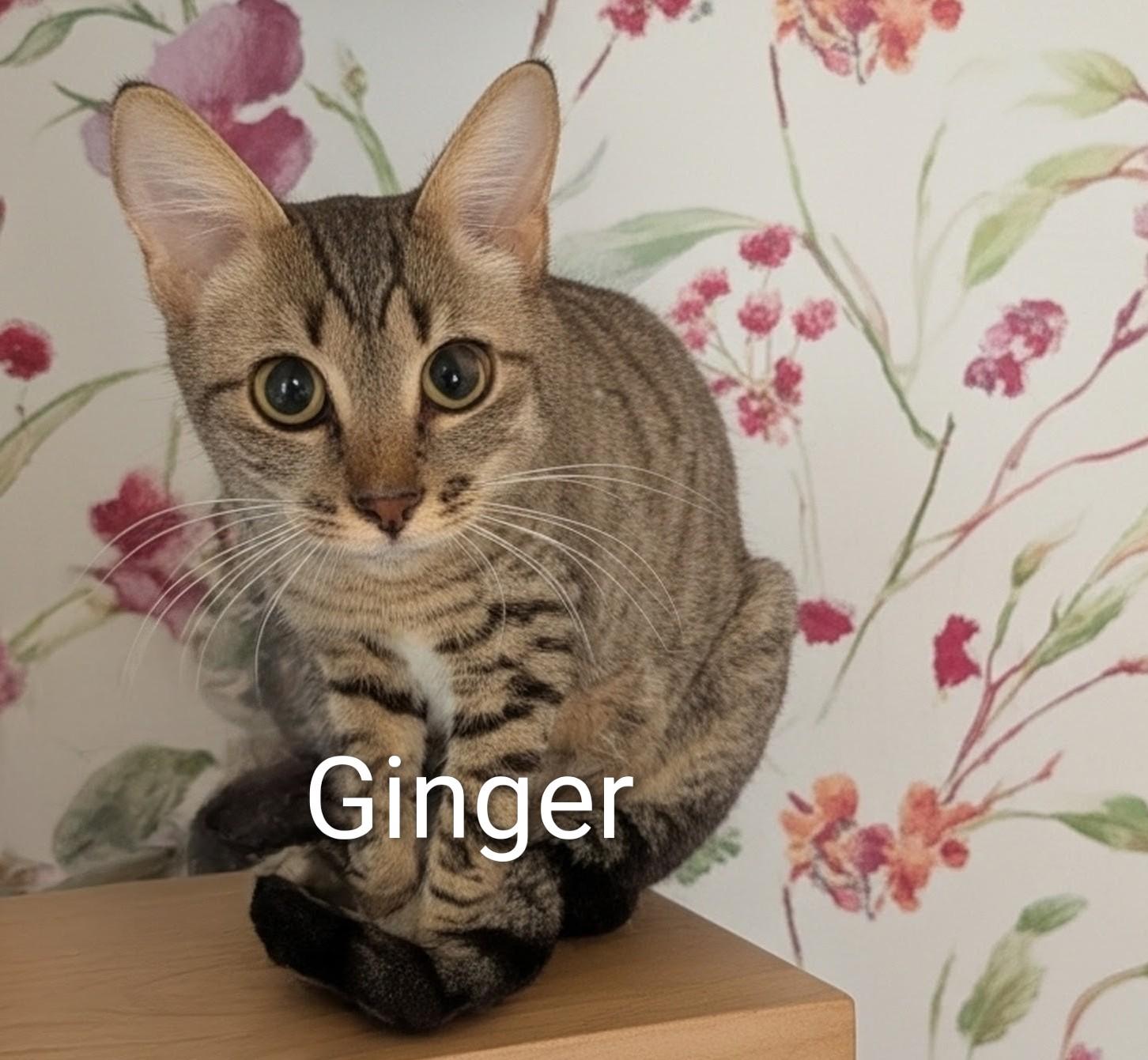 Roquette, ADOPTABLE, Young Female Domestic Short Hair.