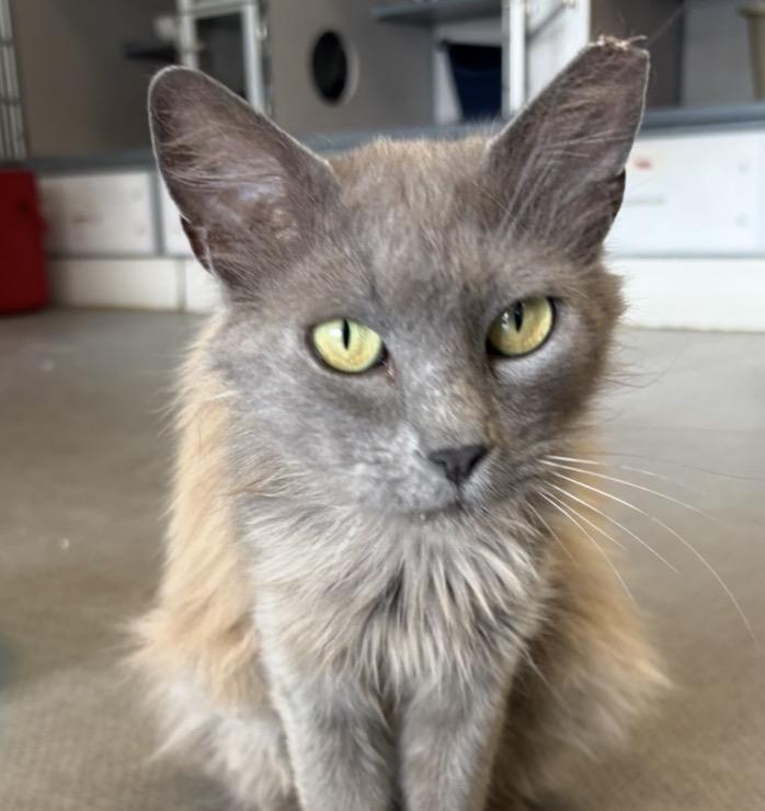 Madam Marley, ADOPTABLE, Adult Female Domestic Medium Hair.