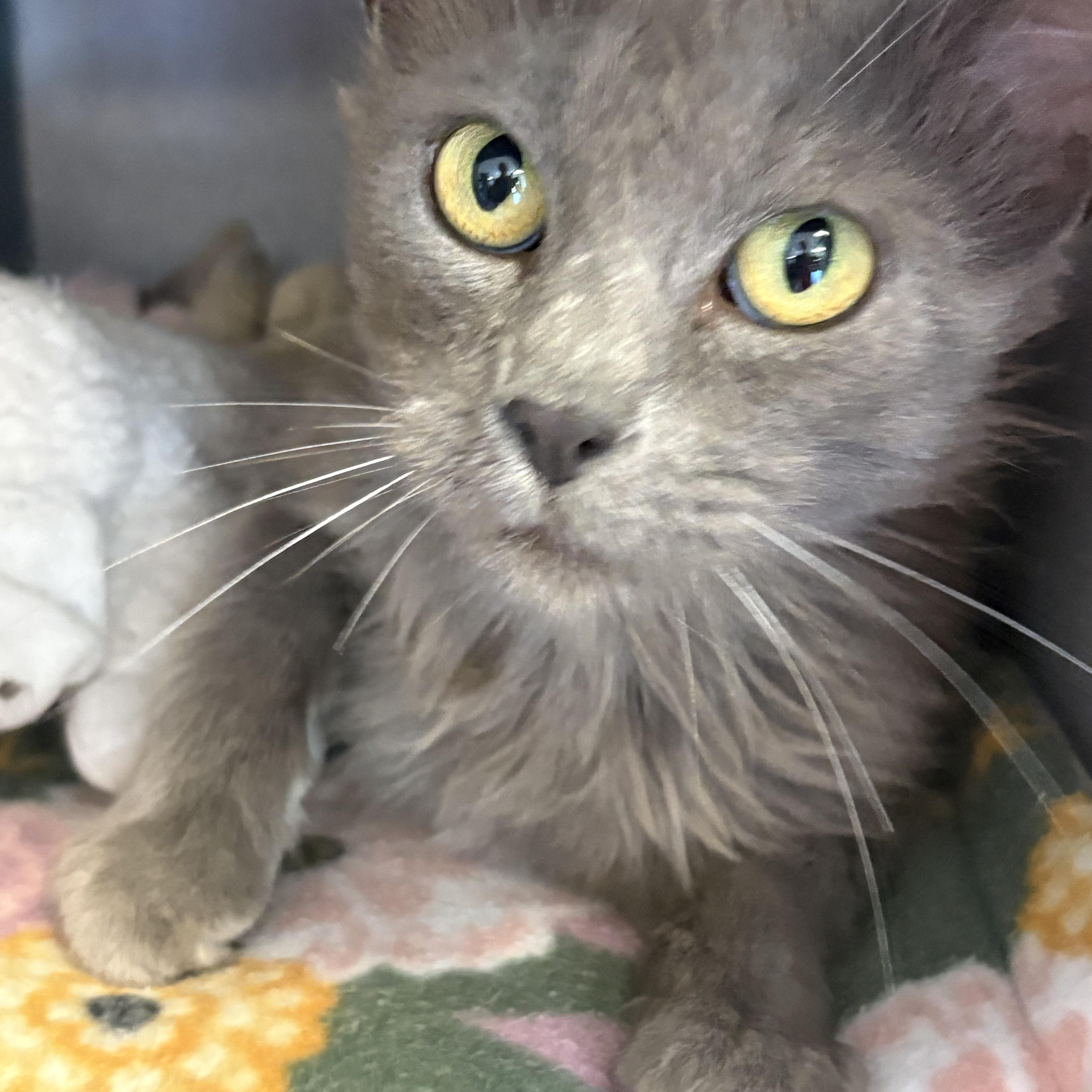 Madam Marley, a ADOPTABLE Domestic Medium Hair in Grass Valley, CA image 2/2