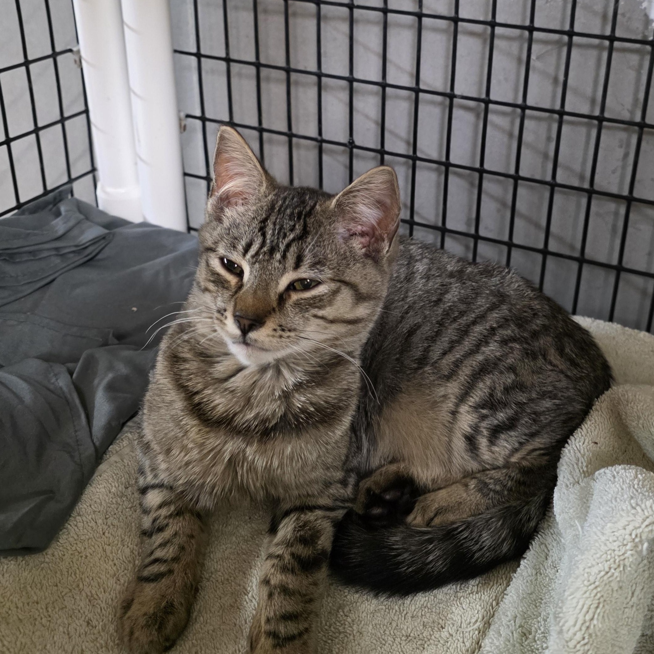 Katey, a Adoptable Domestic Short Hair in Johnson City, NY image 1/2