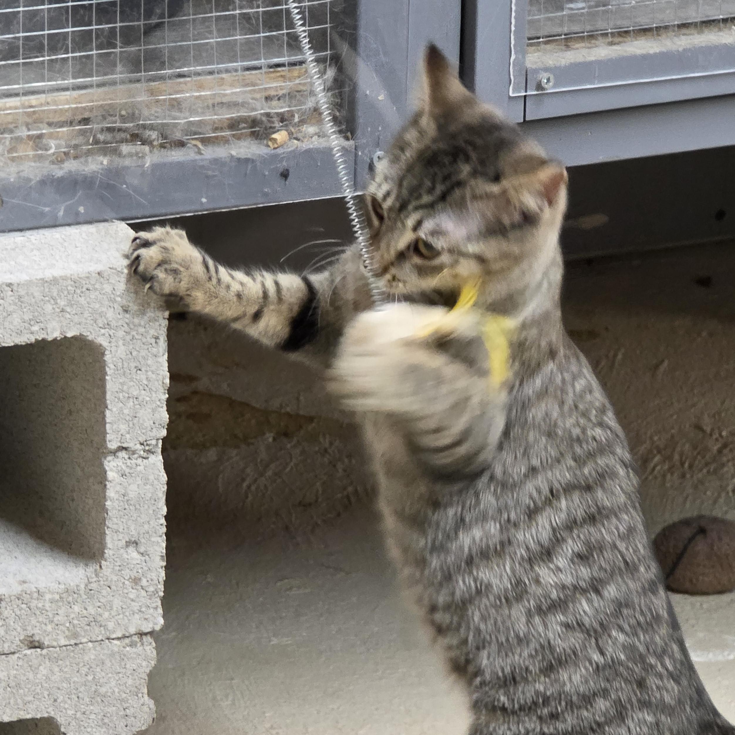 Katey, a Adoptable Domestic Short Hair in Johnson City, NY image 2/2