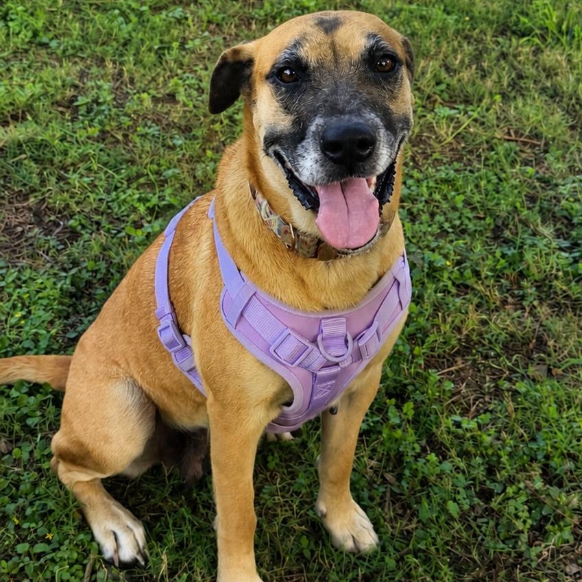 Enlarge Cookie Crumb, a Adoptable mixed breed in Denver, CO image 4/4