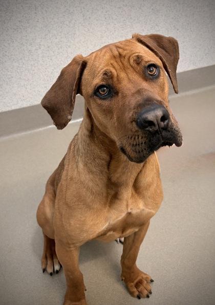 Luna the Love, Adoptable, Adult Female Fila Brasileiro & Boerboel.