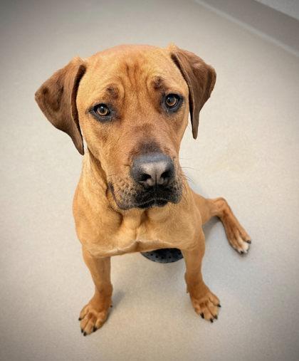 Luna the Love, a Adoptable mixed breed in Roseville, CA image 2/3