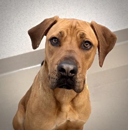 Enlarge Luna the Love, a Adoptable mixed breed in Roseville, CA image 2/3