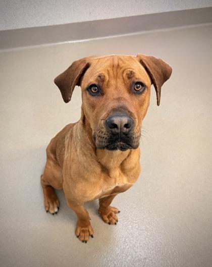Enlarge Luna the Love, a Adoptable mixed breed in Roseville, CA image 3/3