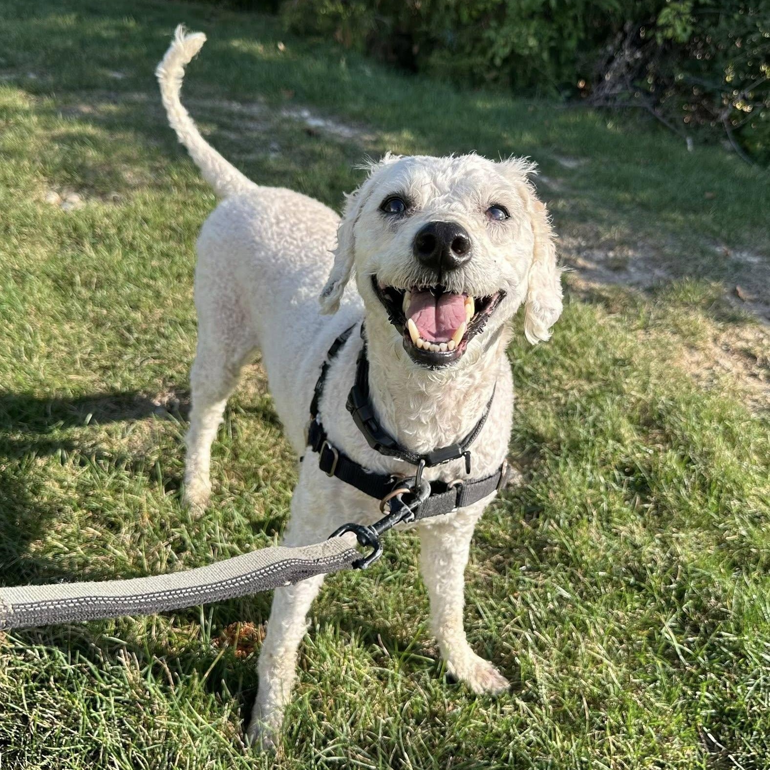 Bishop-Foster Home Needed, an adoptable Goldendoodle in Hartland, WI, 53029 | Photo Image 1