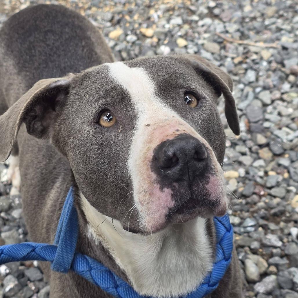 Nita, a Adoptable Mixed Breed in Allyn, WA image 2/2
