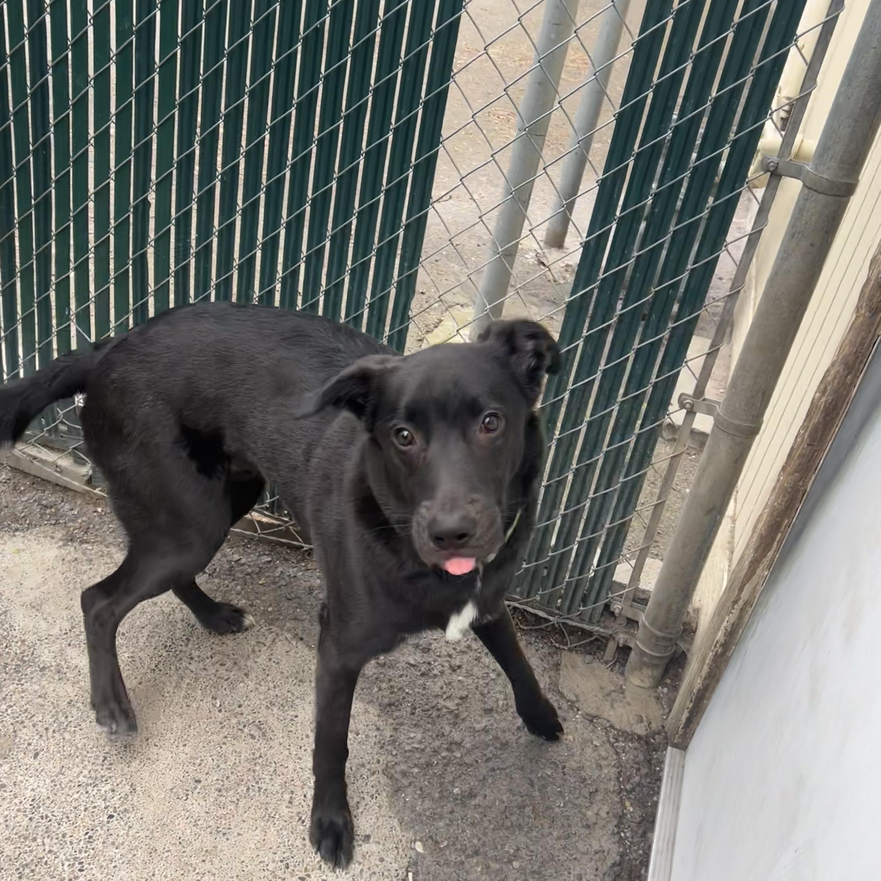 Enlarge Rocco, a ADOPTABLE mixed breed in Spokane, WA image 1/3