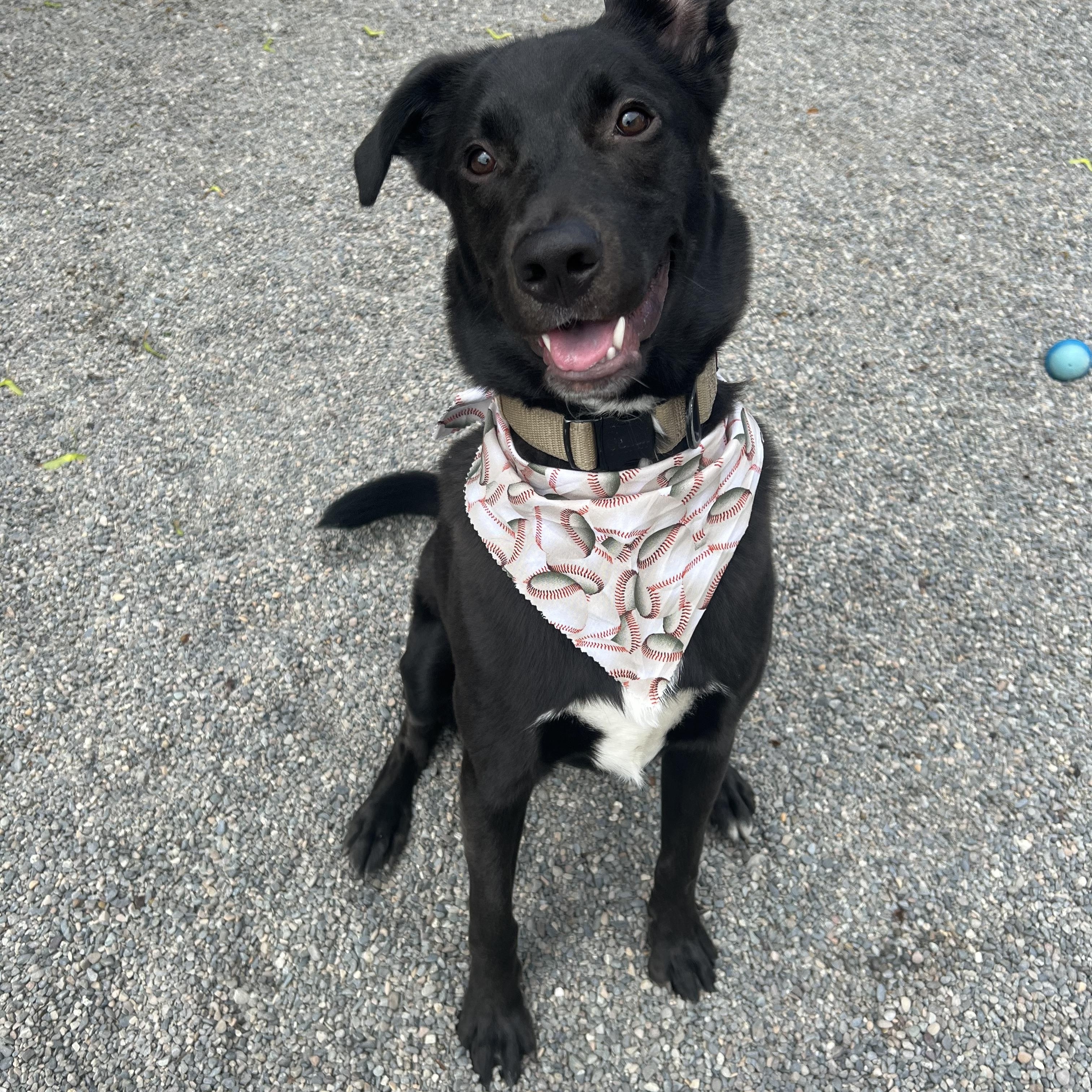 Rocco, an adoptable mixed breed in Spokane, WA image 1/4