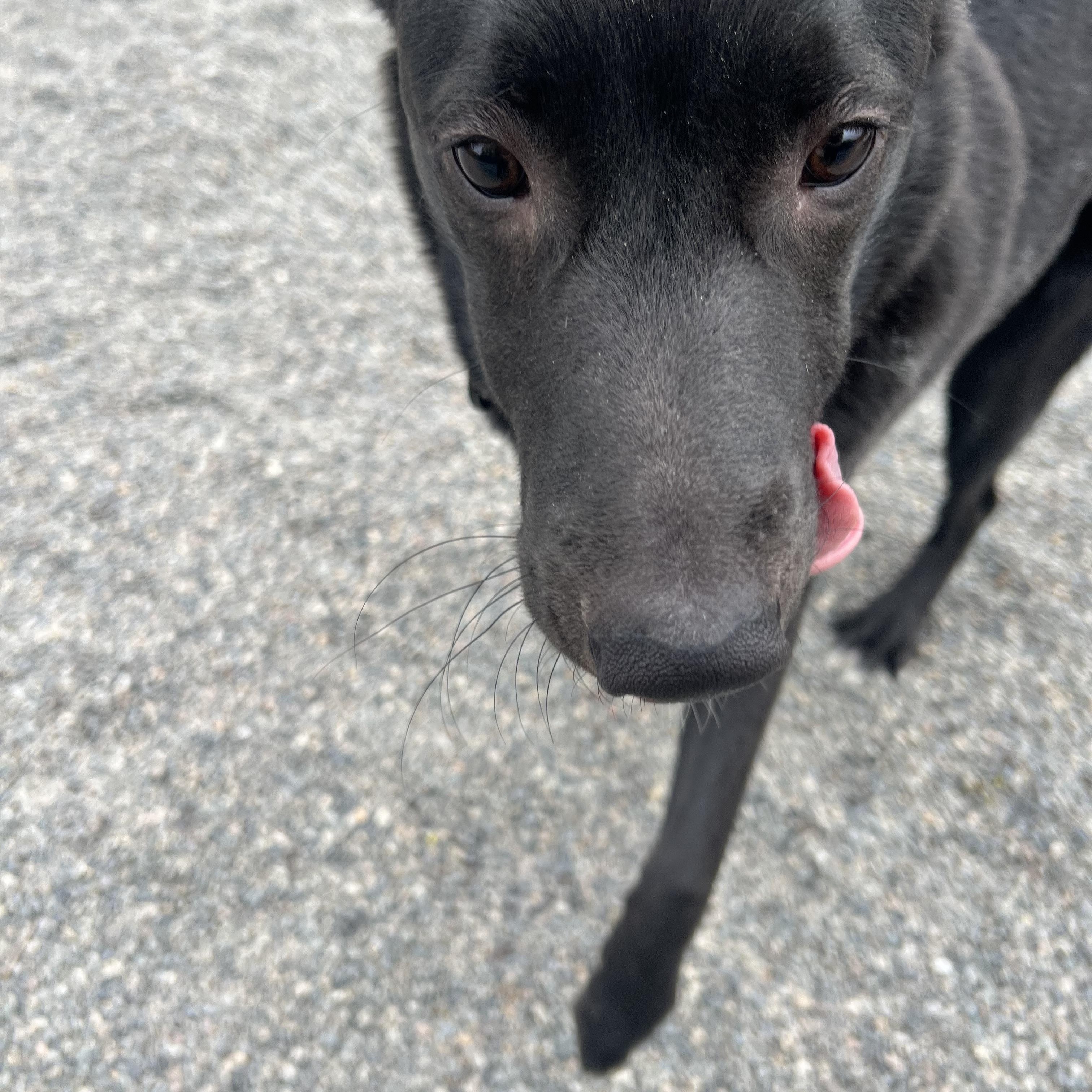 Enlarge Rocco, a ADOPTABLE mixed breed in Spokane, WA image 2/3