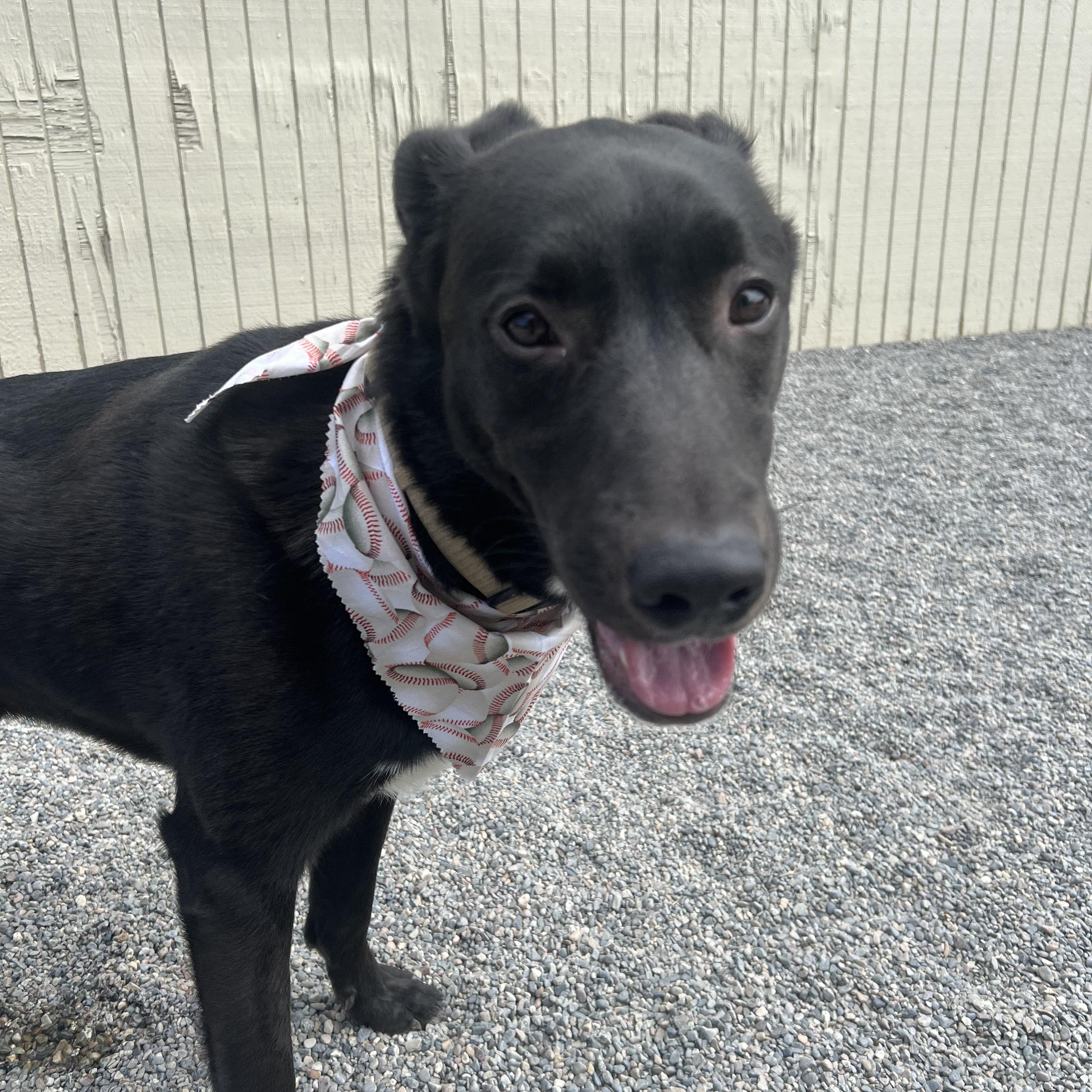 Rocco, an adoptable mixed breed in Spokane, WA image 2/4