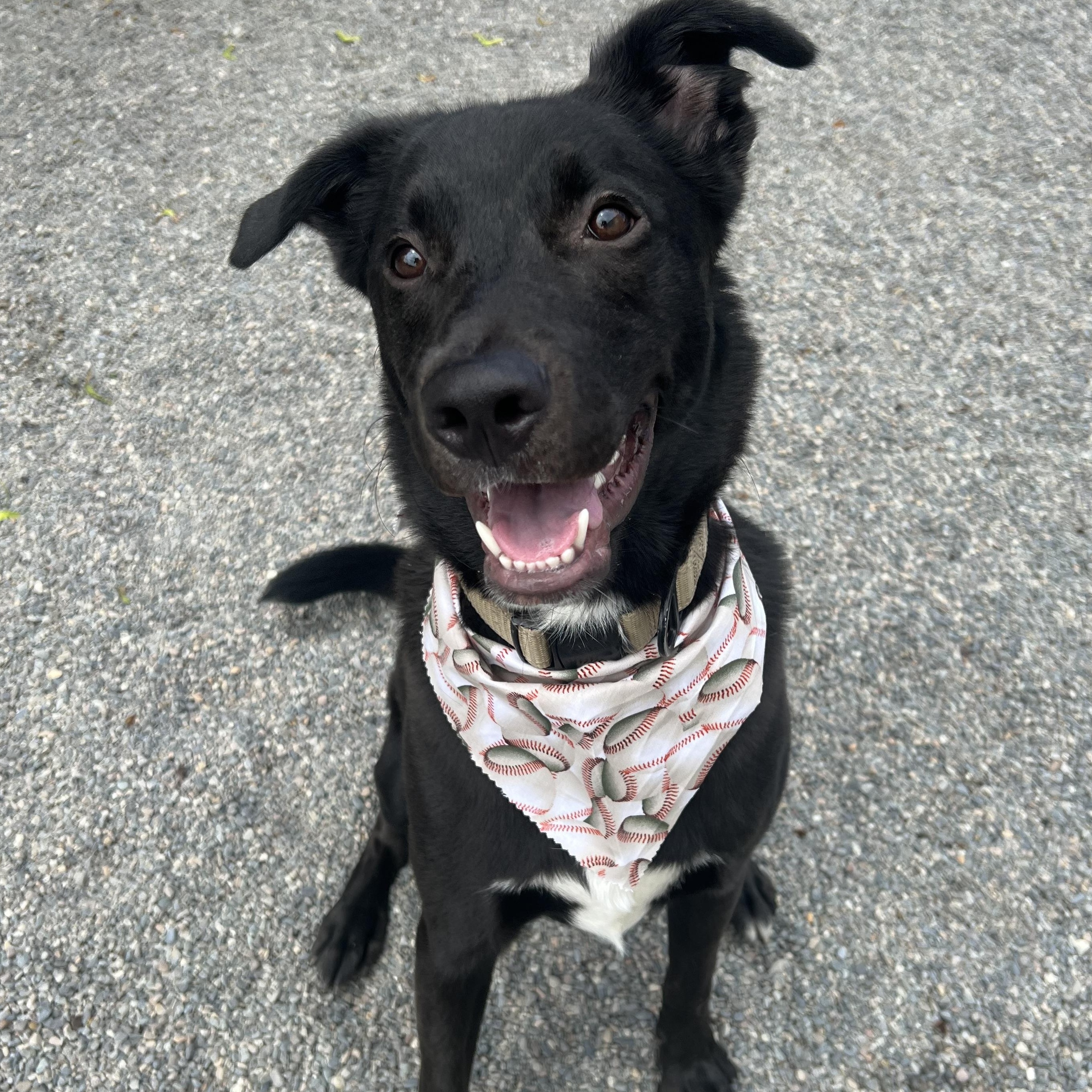 Rocco, an adoptable mixed breed in Spokane, WA image 3/4