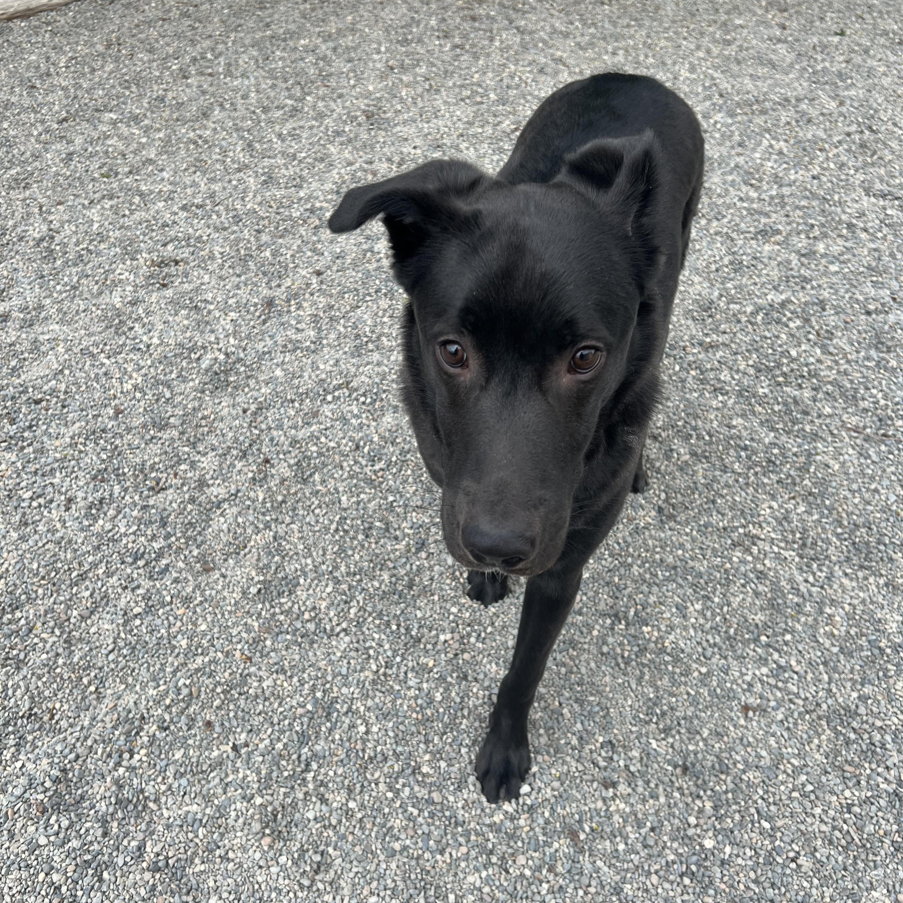 Enlarge Rocco, a ADOPTABLE mixed breed in Spokane, WA image 3/3