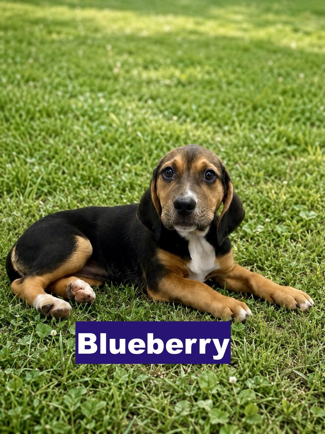 Enlarge Blueberry, an adopted mixed breed in Paramus, NJ image 3/3