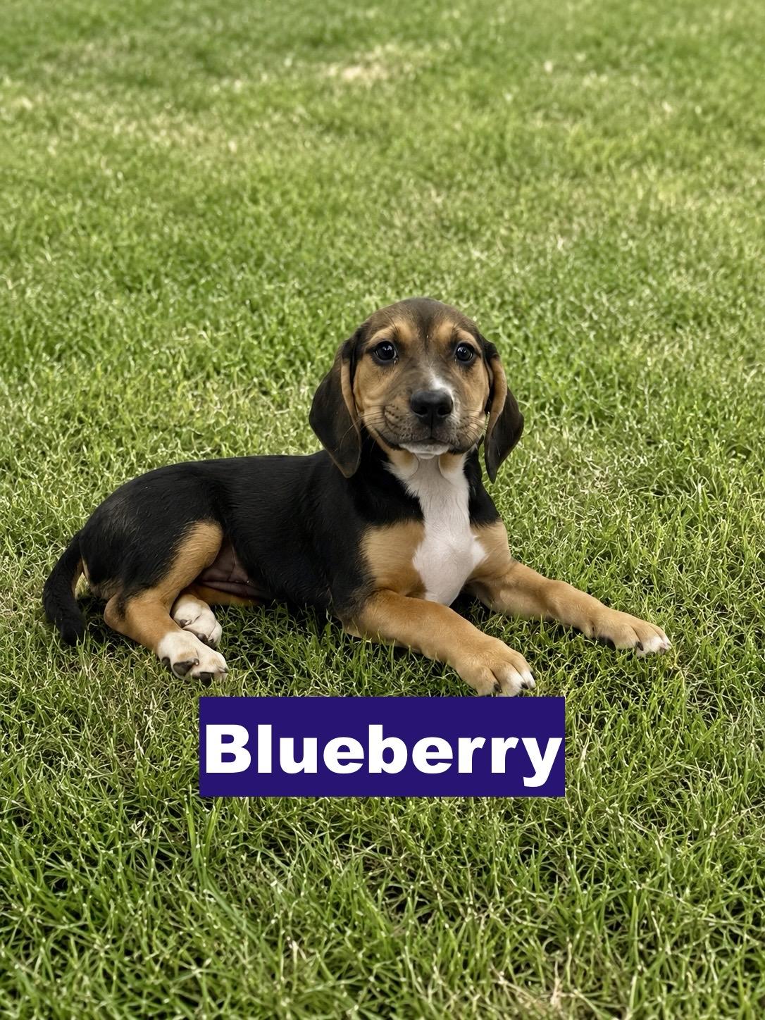 Enlarge Blueberry, an adopted mixed breed in Paramus, NJ image 2/3