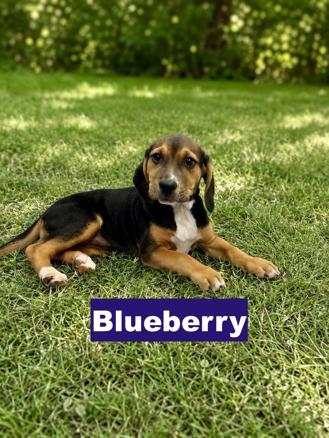 Blueberry, adopted, Puppy Female Beagle.