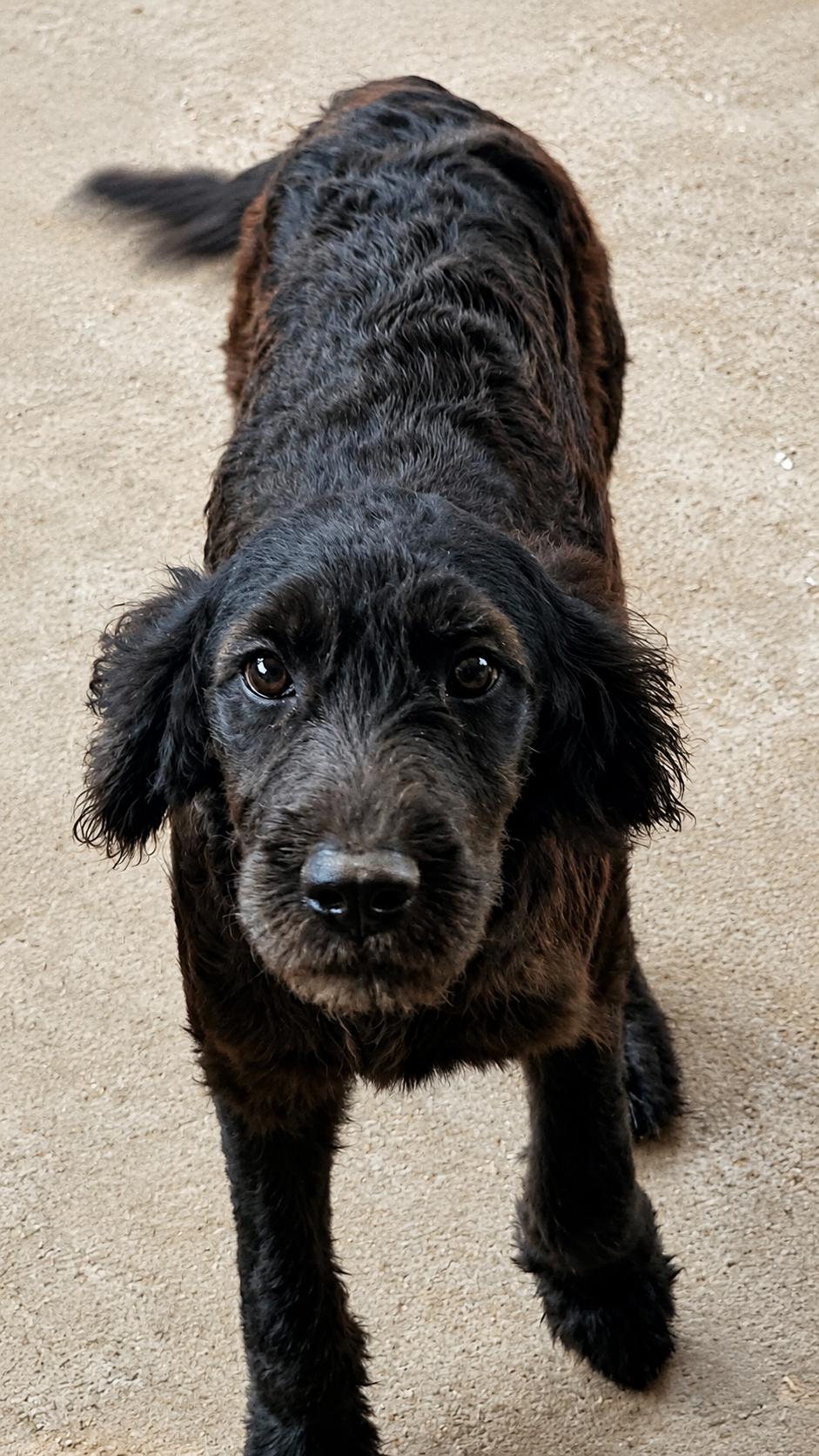 Poppy, ADOPTABLE, Young Female Goldendoodle.
