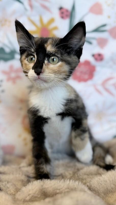 Tortoise, Adoptable, Kitten Female Domestic Short Hair.