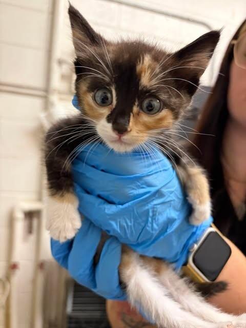 Enlarge Tortoise, a Adoptable Domestic Short Hair in Fruit Heights, UT image 3/3