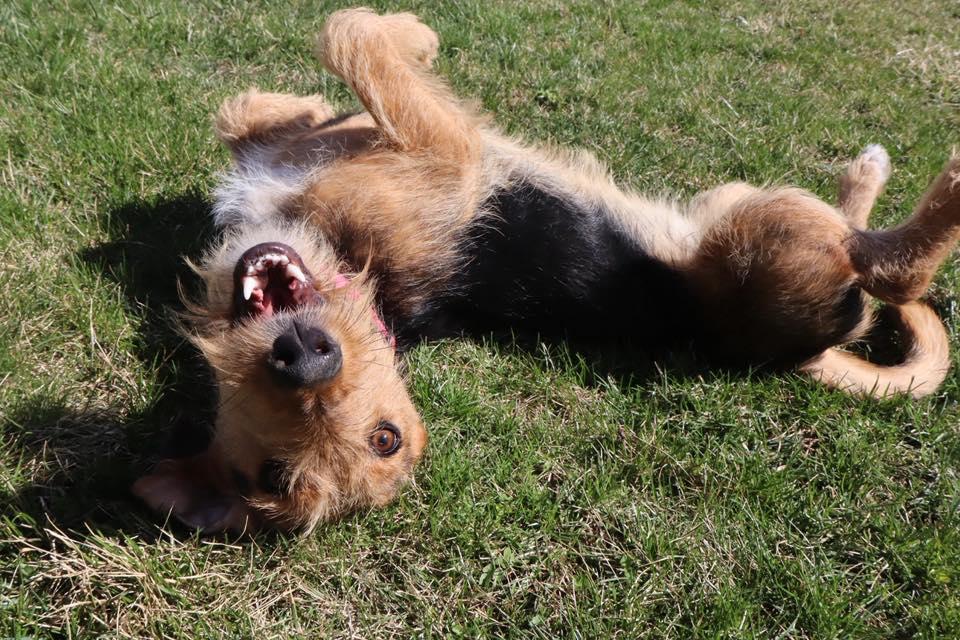 Enlarge Della Rae, a ADOPTABLE mixed breed in Racine, WI image 3/3