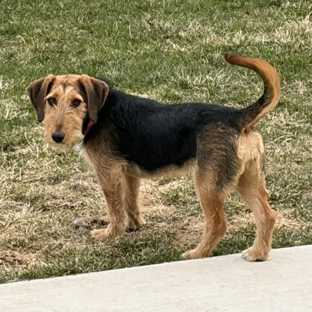 Enlarge Della Rae, a ADOPTABLE mixed breed in Racine, WI image 2/3