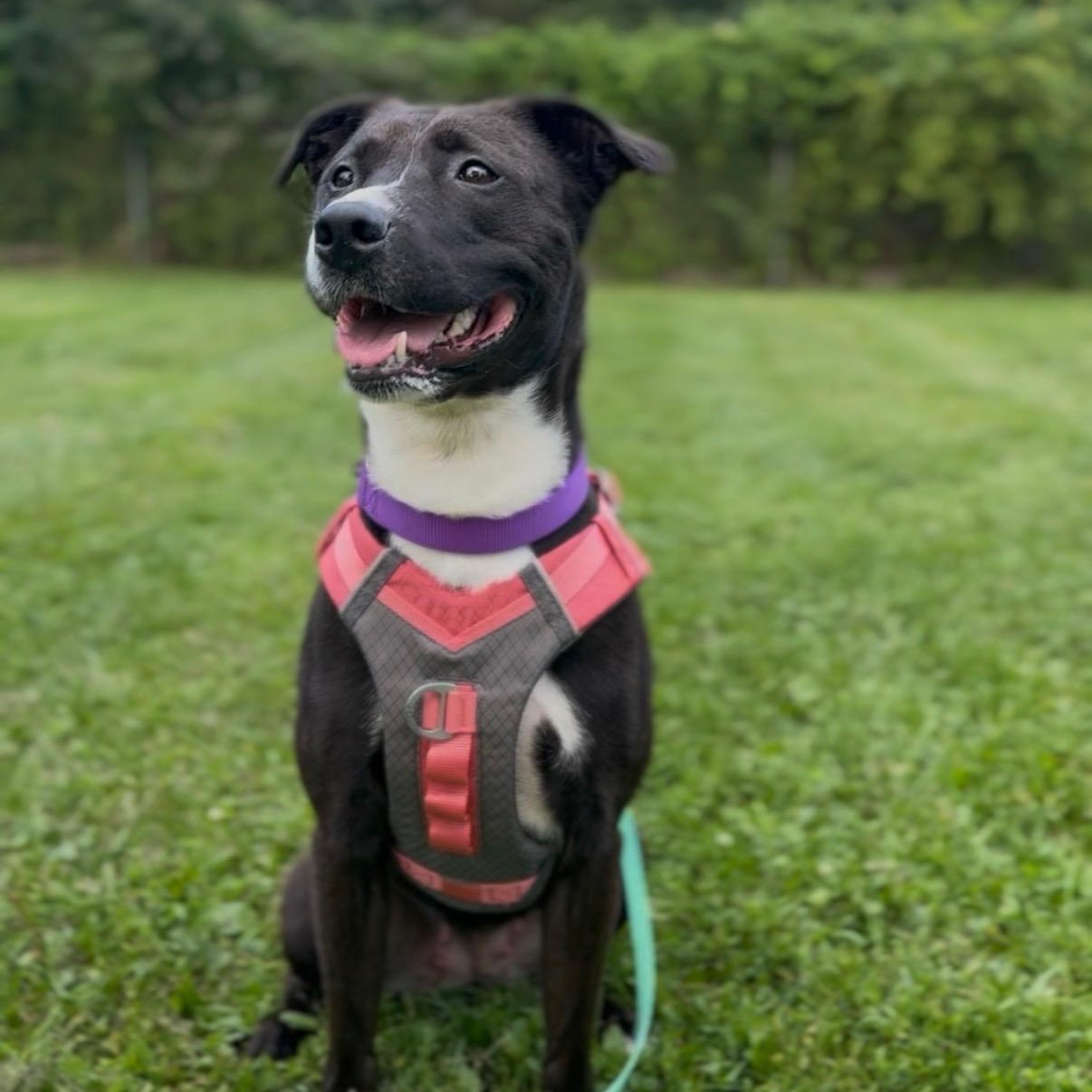 FERN, ADOPTABLE, Young Female Labrador Retriever.