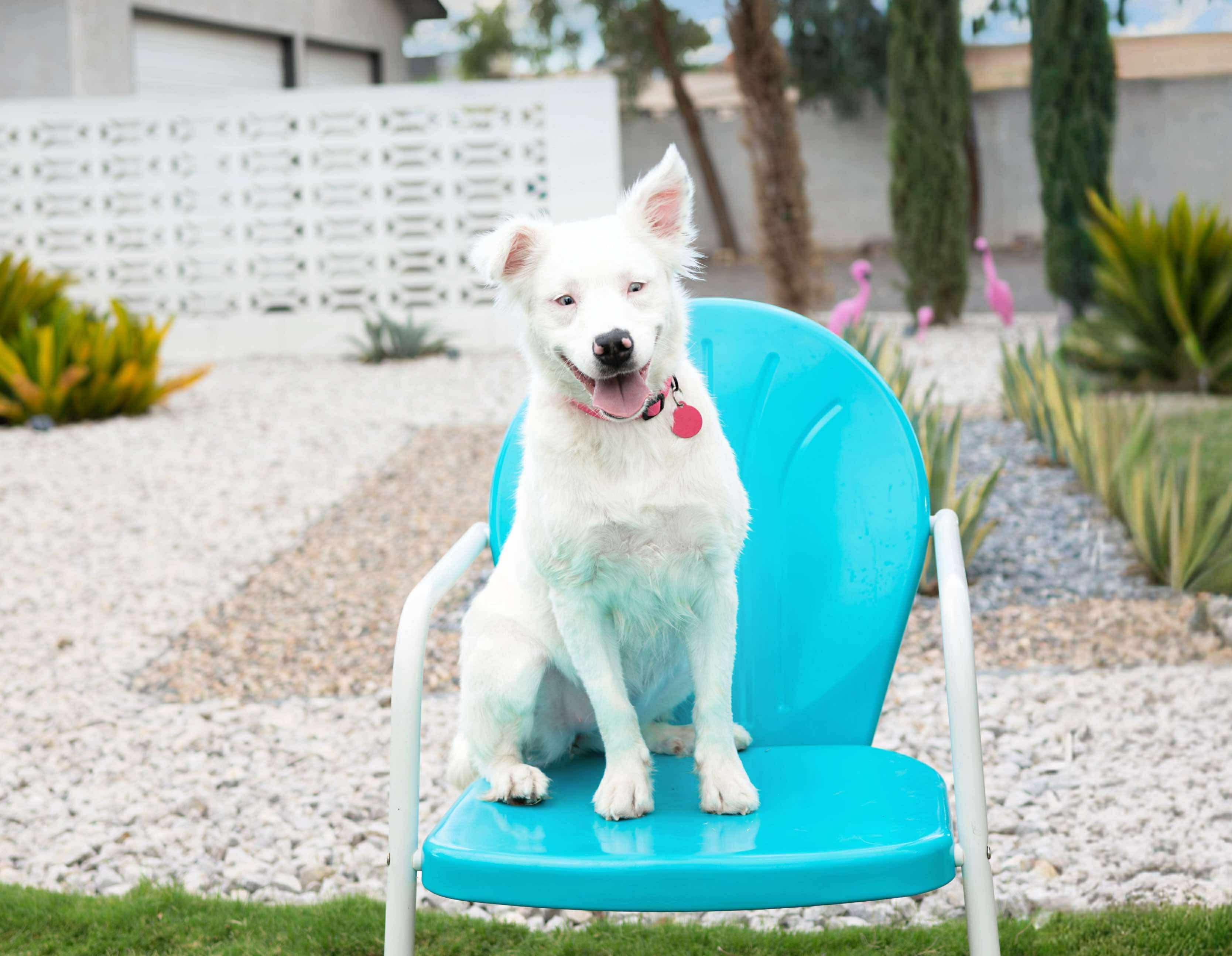 Helen, a Adoptable mixed breed in Las Vegas, NV image 1/6