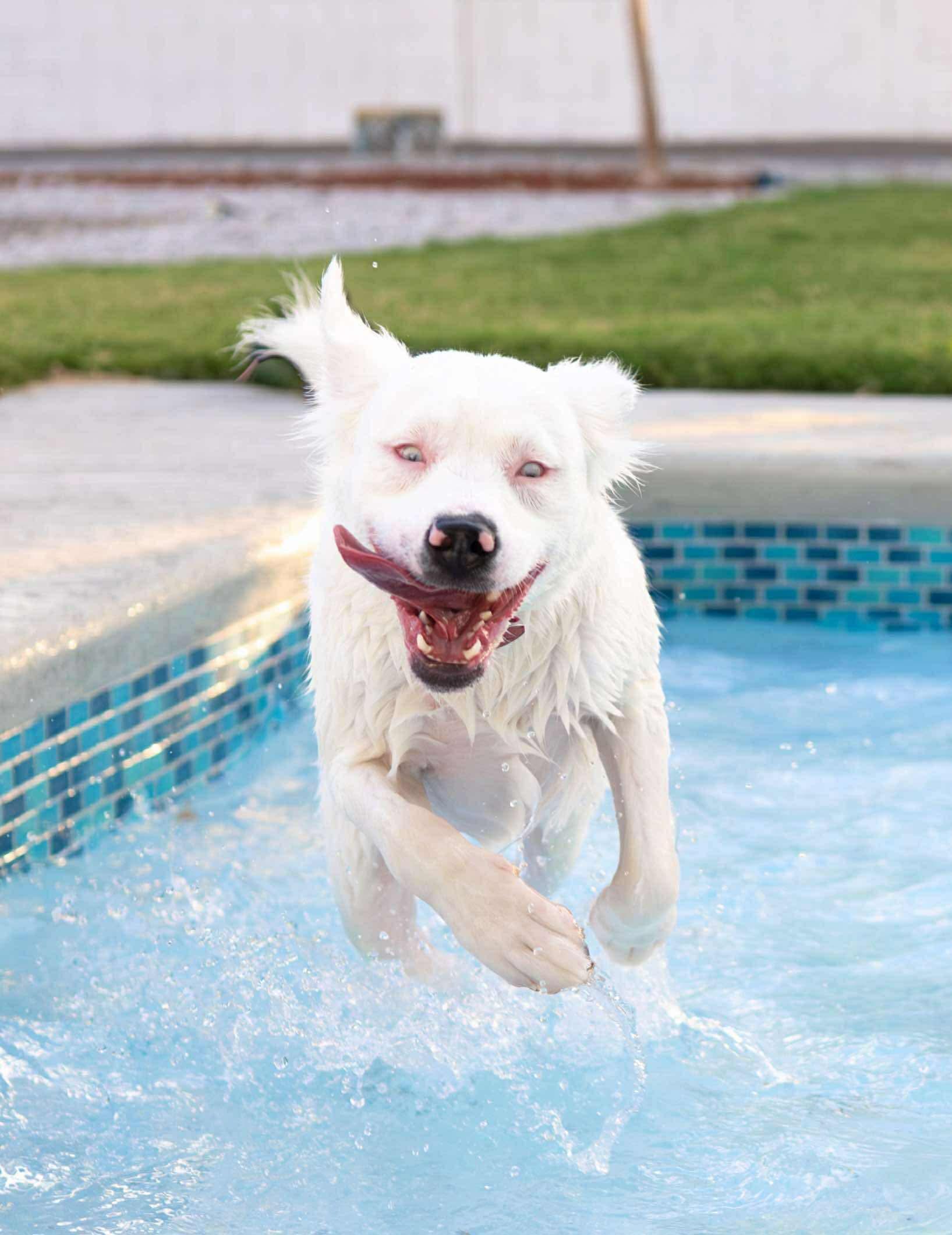 Helen, a Adoptable mixed breed in Las Vegas, NV image 2/6