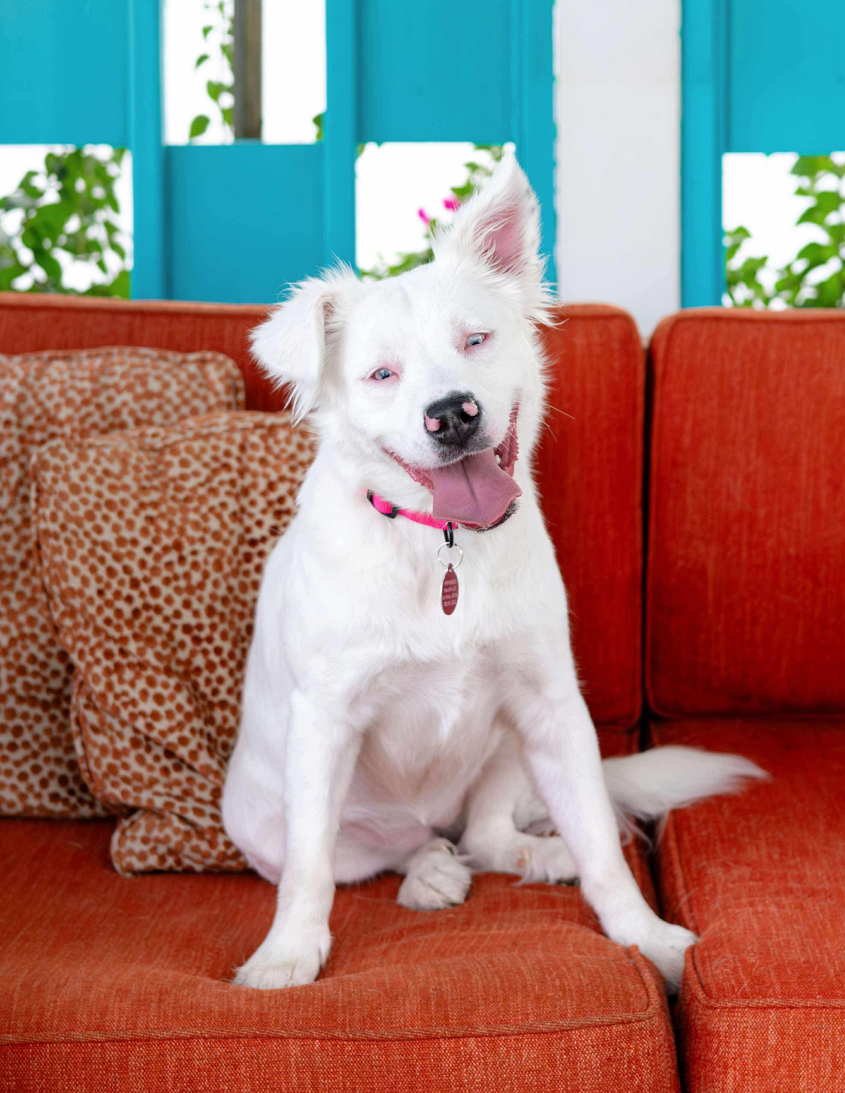 Helen, a Adoptable mixed breed in Las Vegas, NV image 3/6