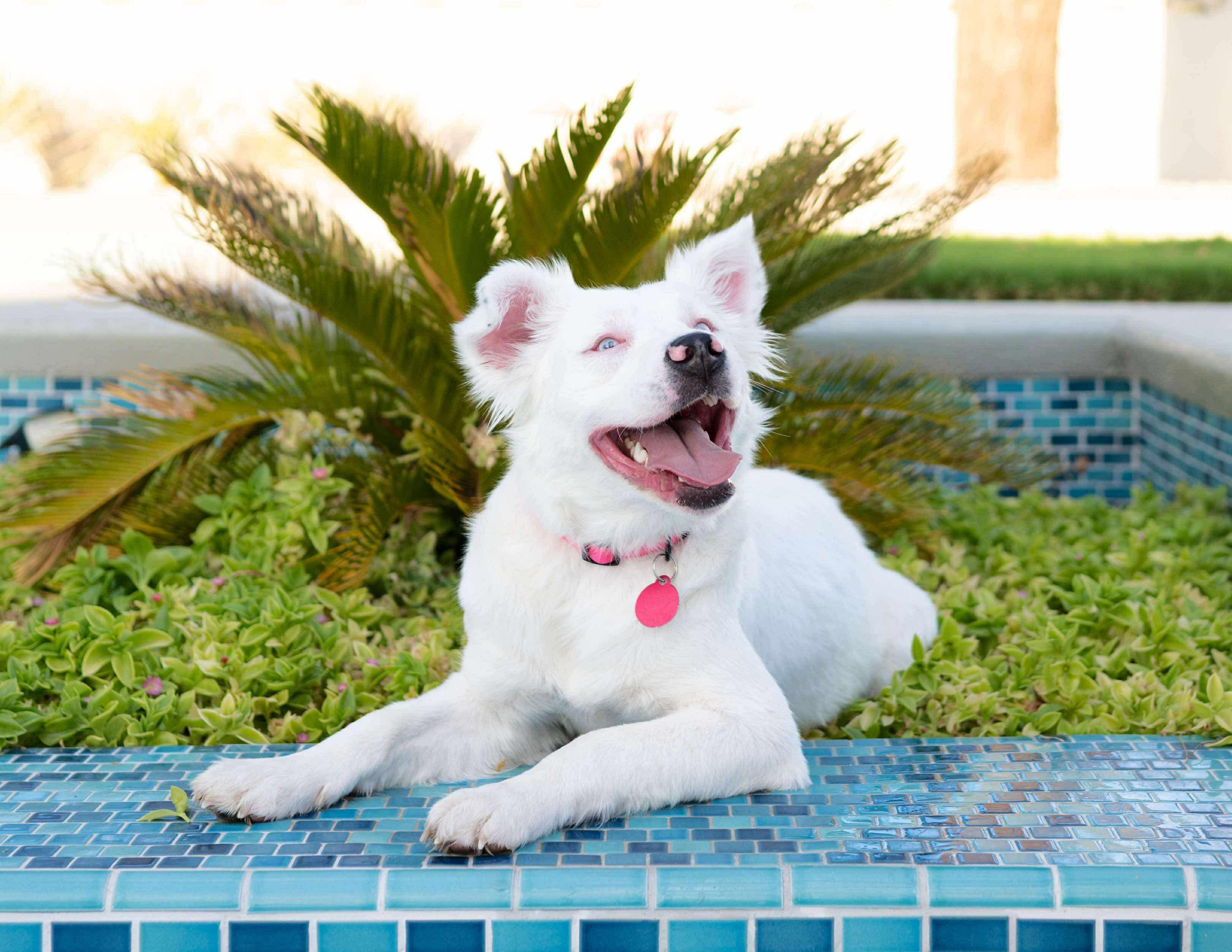 Helen, a Adoptable mixed breed in Las Vegas, NV image 4/6