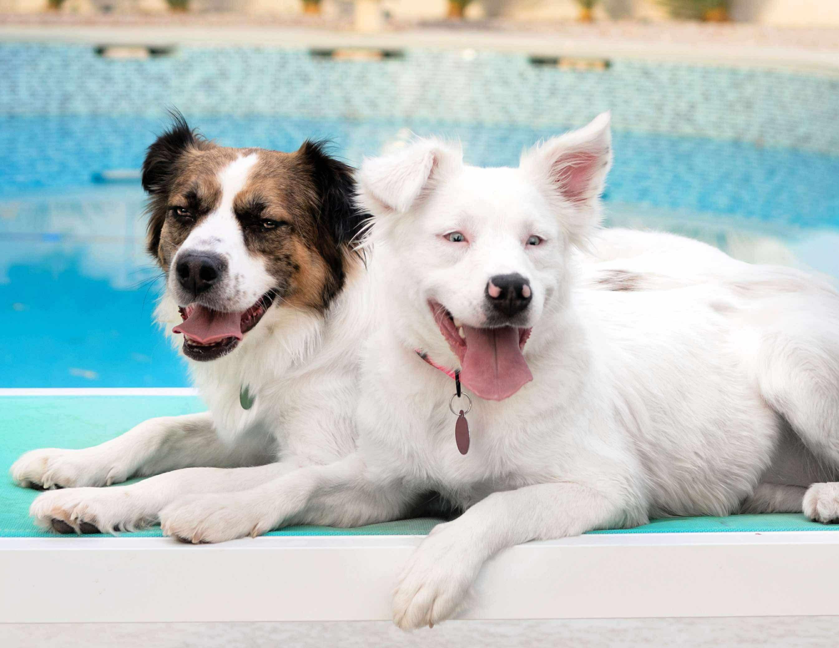 Helen, a Adoptable mixed breed in Las Vegas, NV image 5/6