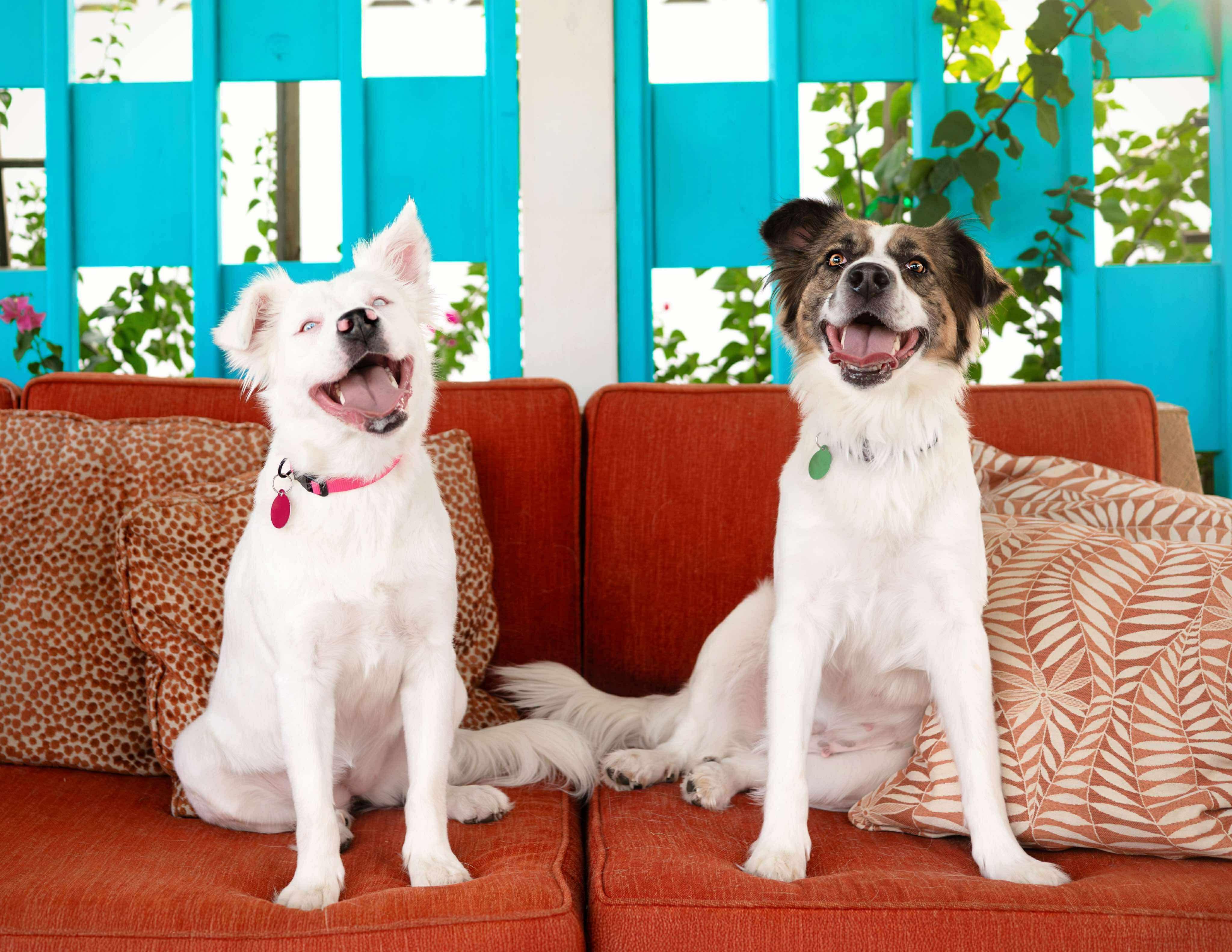 Helen, a Adoptable mixed breed in Las Vegas, NV image 6/6