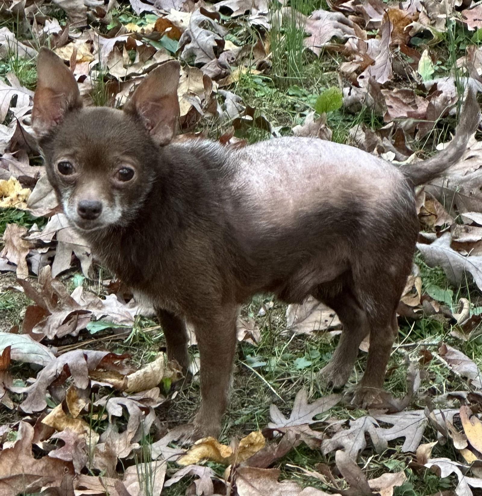 Enlarge Rebel, a Adoptable Chihuahua in Cary, NC image 1/3