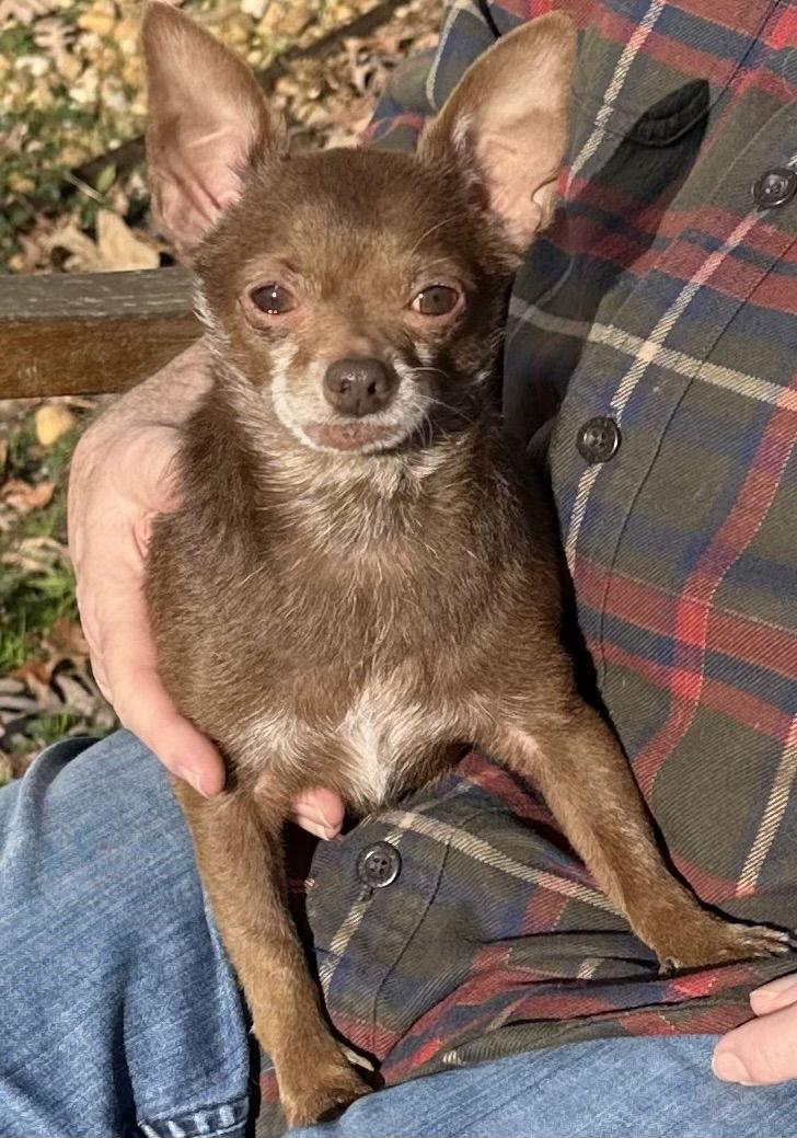 Enlarge Rebel, a Adoptable Chihuahua in Cary, NC image 1/3