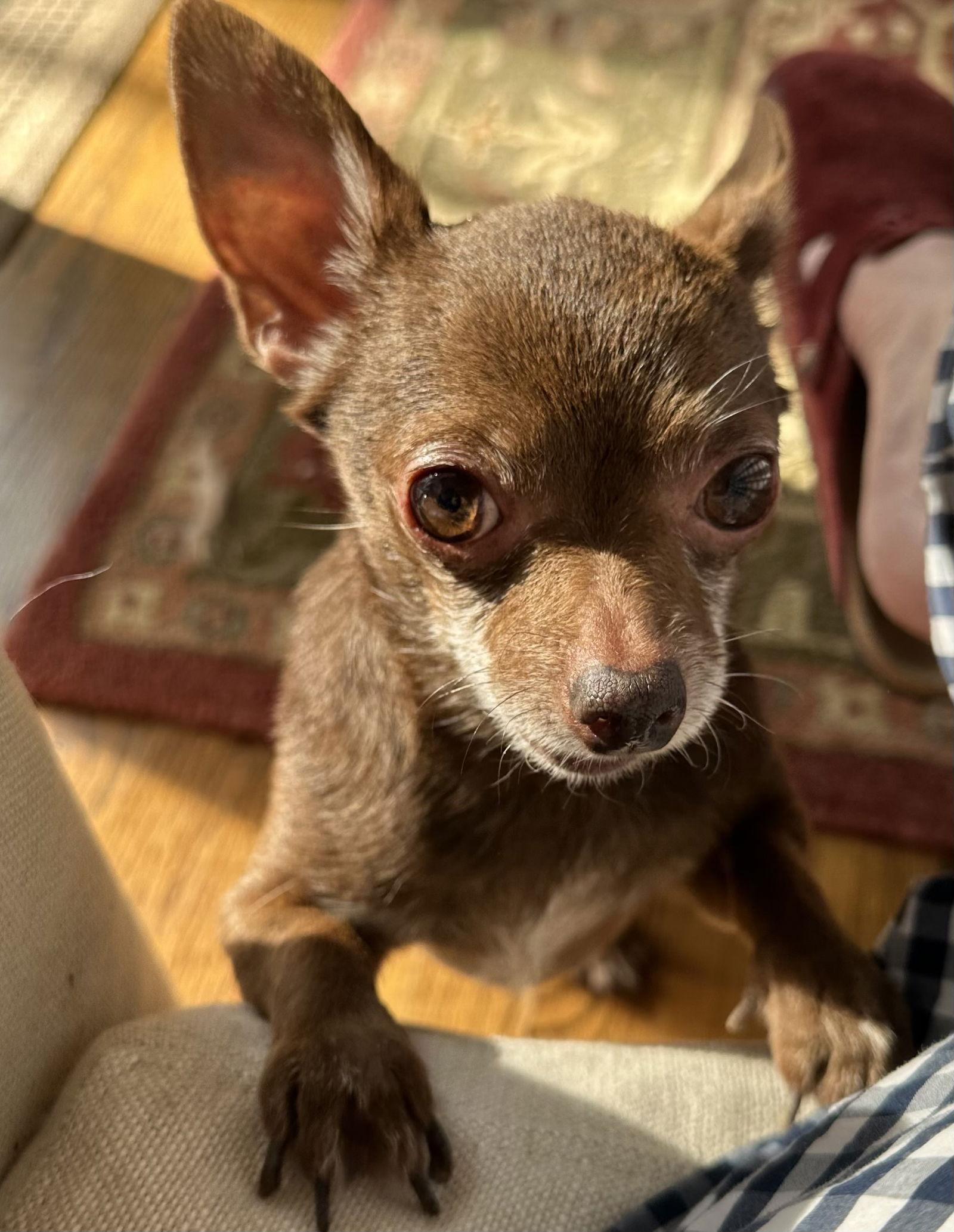 Enlarge Rebel, a Adoptable Chihuahua in Cary, NC image 2/3