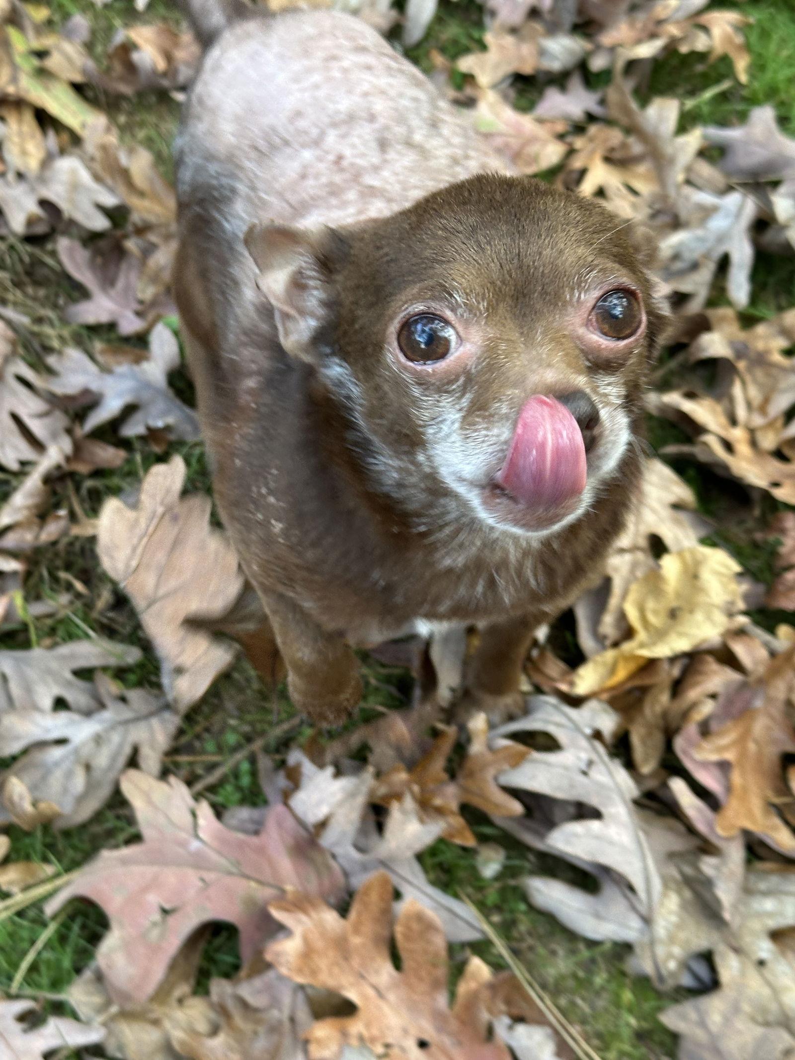 Enlarge Rebel, a Adoptable Chihuahua in Cary, NC image 2/3