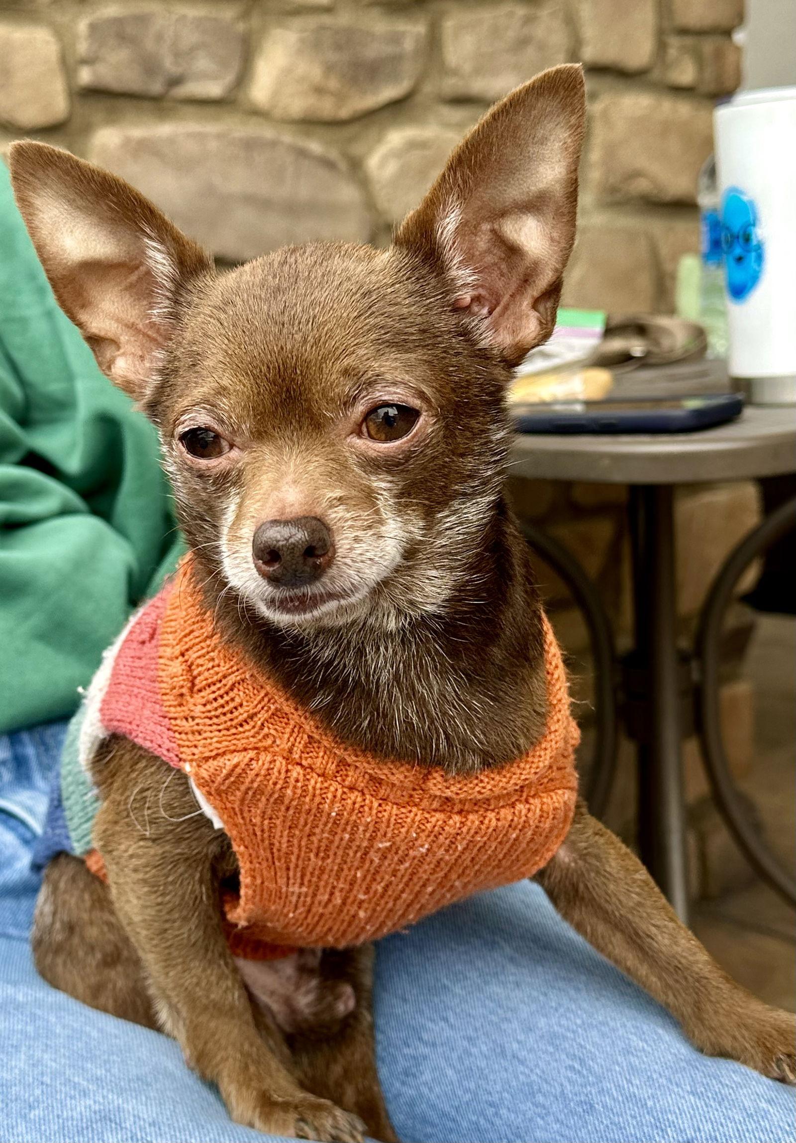 Enlarge Rebel, a Adoptable Chihuahua in Cary, NC image 3/3
