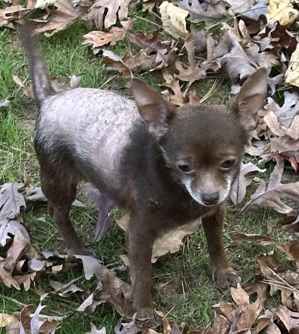 Enlarge Rebel, a Adoptable Chihuahua in Cary, NC image 3/3