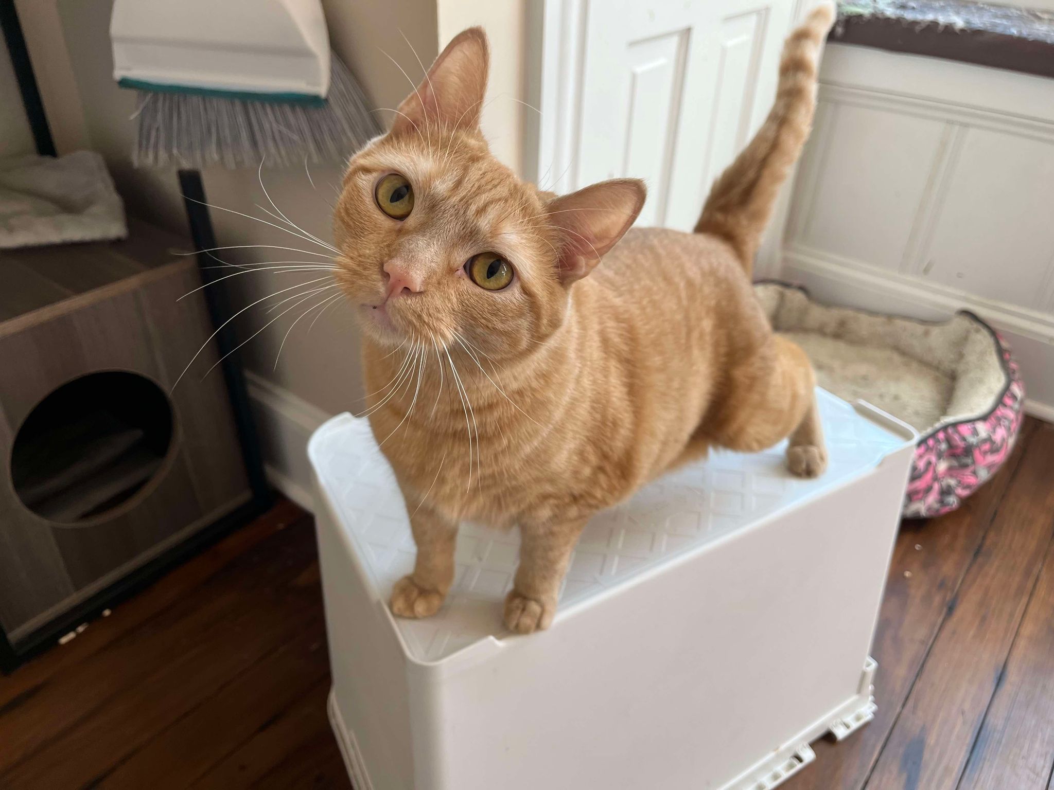 Circus Peanut, Adopted, Young Male Domestic Short Hair.