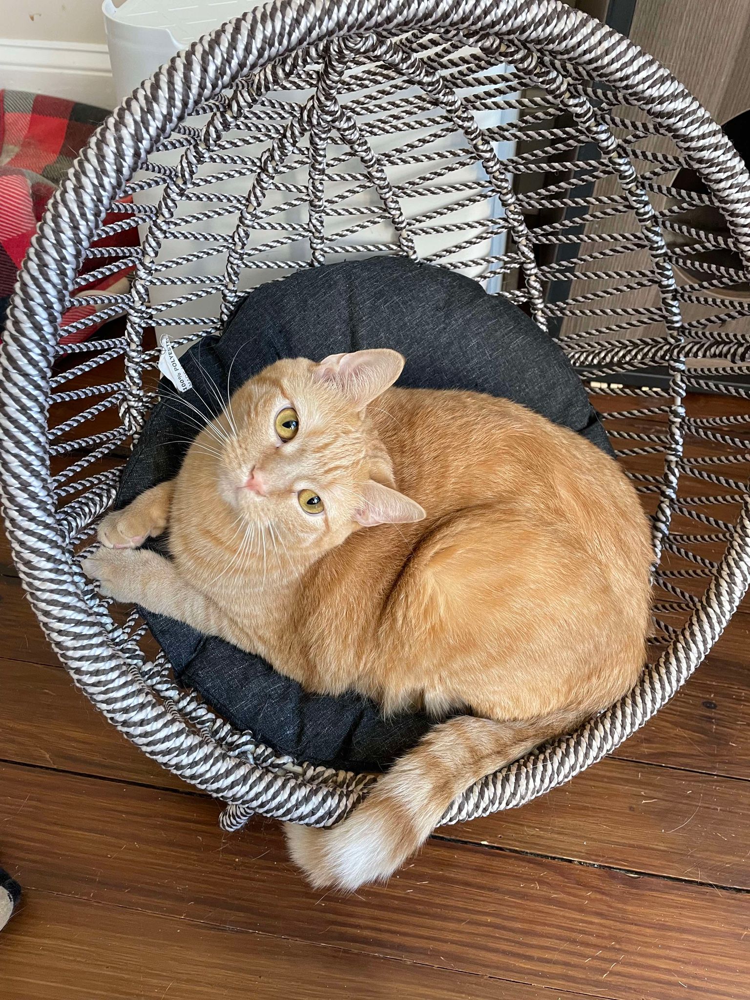 Enlarge Circus Peanut, a Adopted Domestic Short Hair in Martinsburg, WV image 2/6