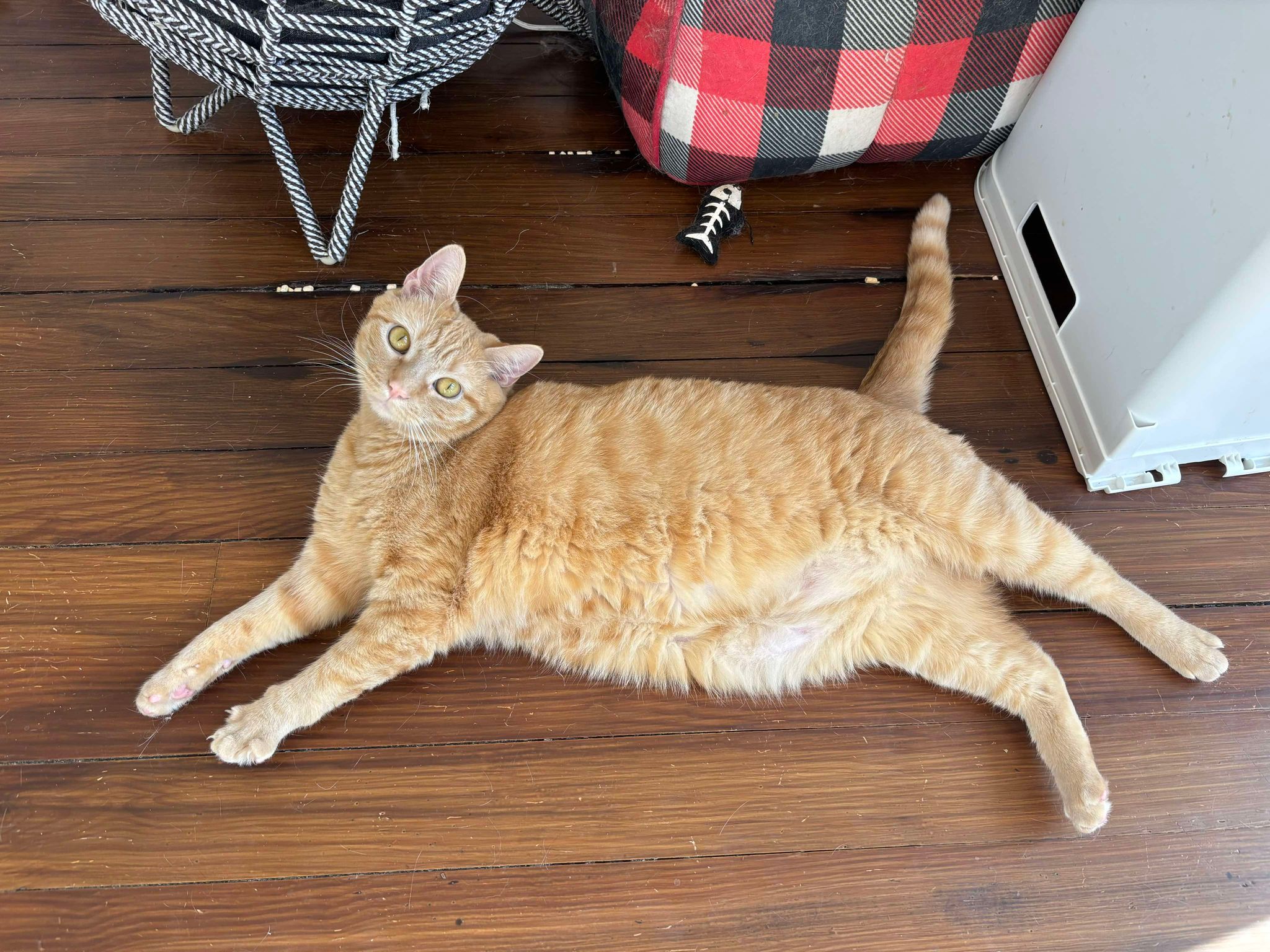 Enlarge Circus Peanut, a Adopted Domestic Short Hair in Martinsburg, WV image 3/6