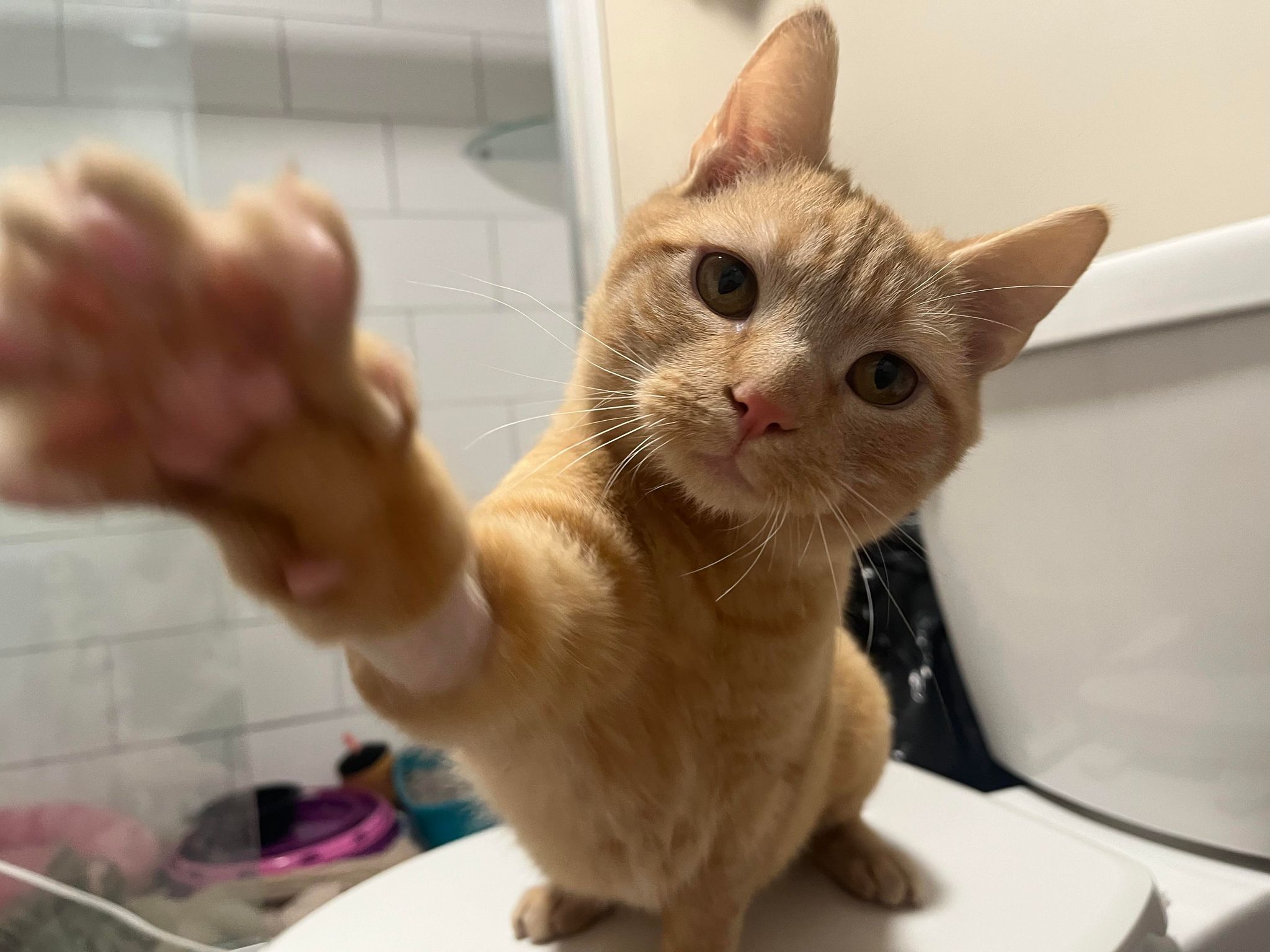 Enlarge Circus Peanut, a Adopted Domestic Short Hair in Martinsburg, WV image 4/6