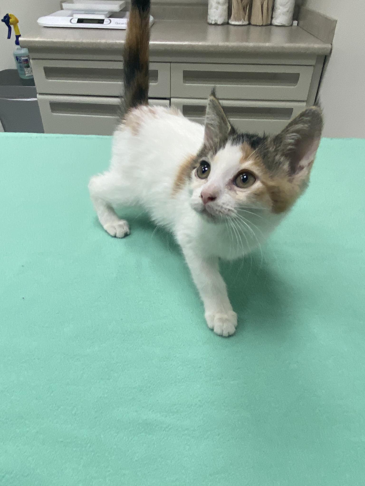 Enlarge #689 - Dolly, a Adopted Domestic Short Hair in Sunset Hills, MO image 1/4