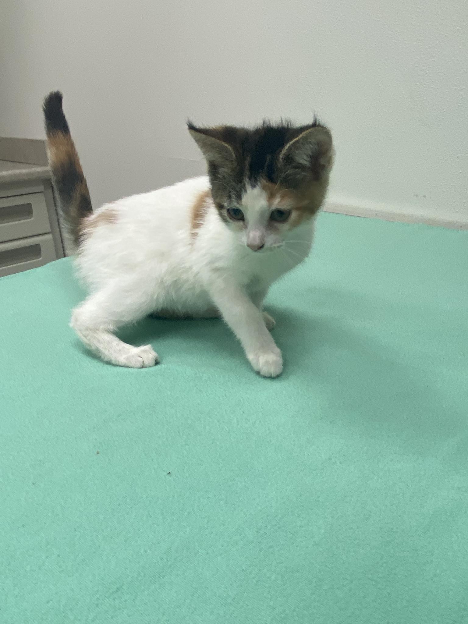 Enlarge #689 - Dolly, a Adopted Domestic Short Hair in Sunset Hills, MO image 2/4