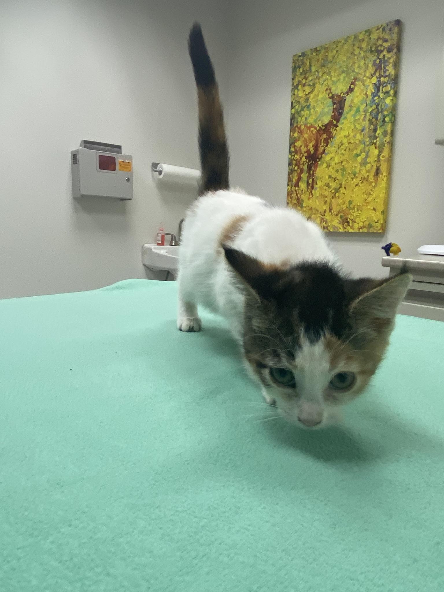 Enlarge #689 - Dolly, a Adopted Domestic Short Hair in Sunset Hills, MO image 3/4